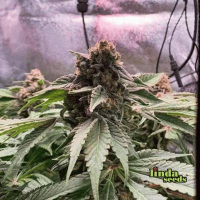 Black Cherry Punch 4