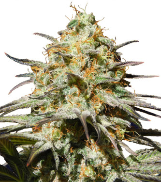 Black Orchid strain > Original Sensible Seeds THC > 20%