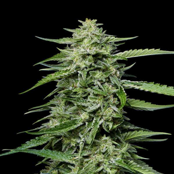 Blueberry Honey 5
