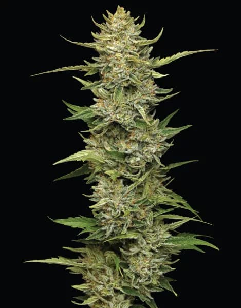 California Sour Diesel 5