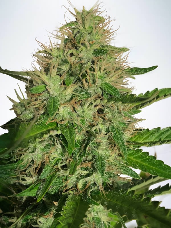 Cannabis Light strain > Ministry of Cannabis ▷ THC < 10%