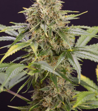 Chocolate Mint Og 2
