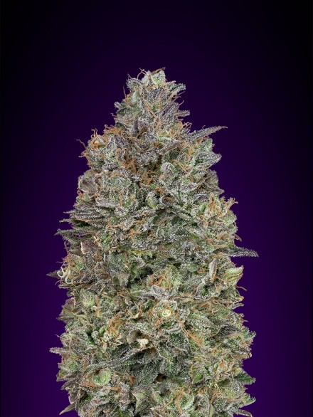 Critical Purple Kush 2
