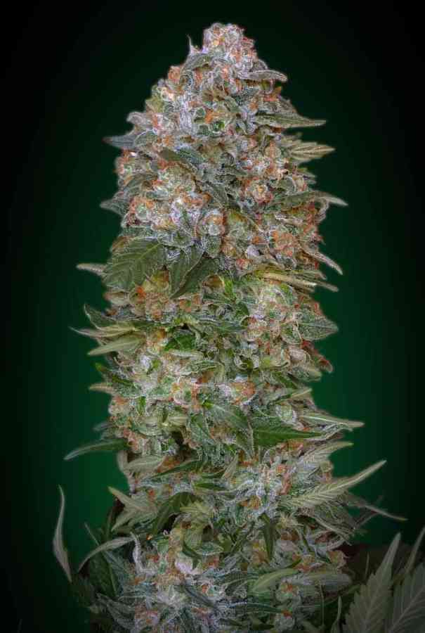 Critical Soma 5