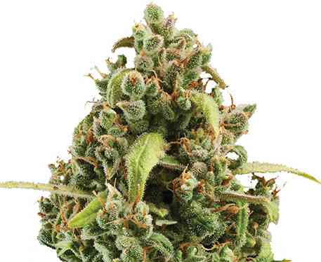 Diesel 5