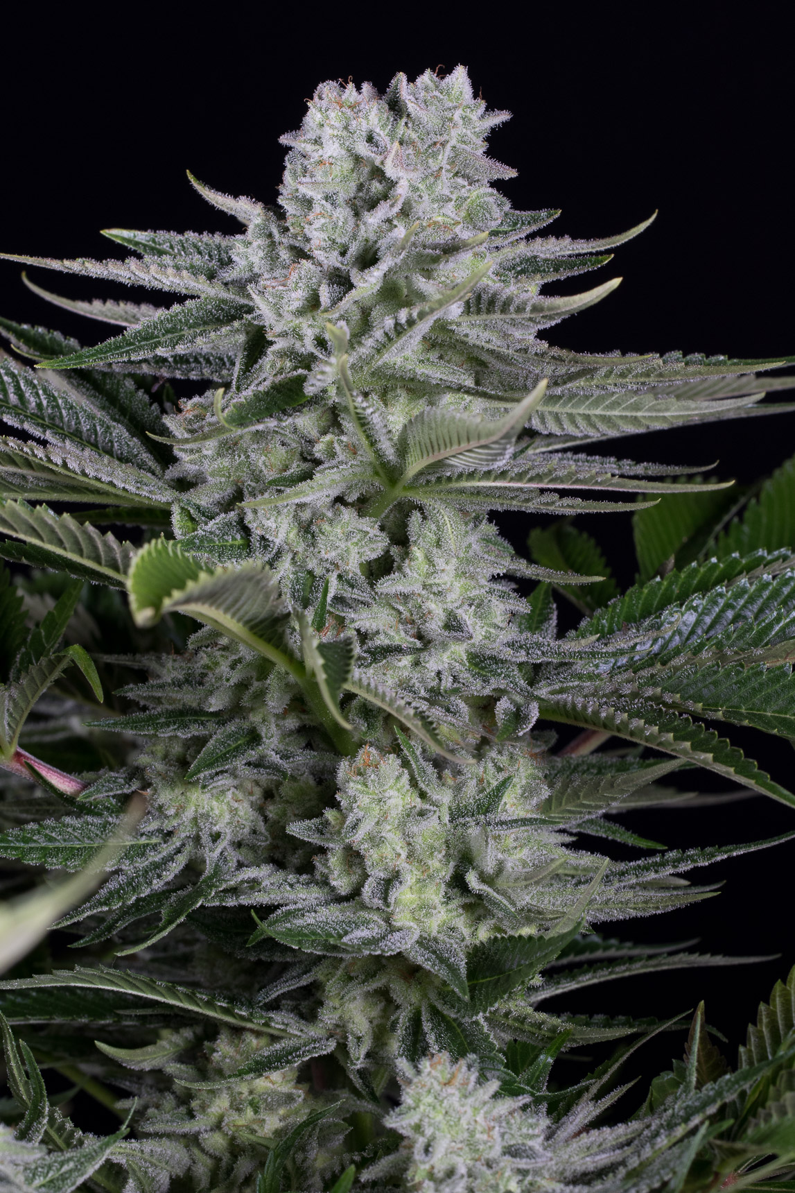 Gorilla Cbd 4