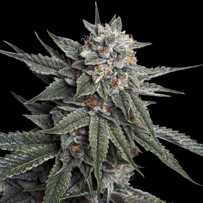 bei linda seeds
