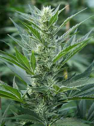Far Out strain > Mandala Seeds ▷ THC 15-20%