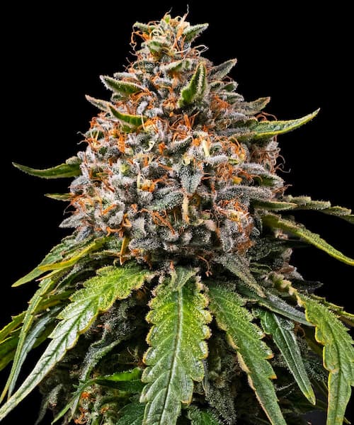 Gas 4