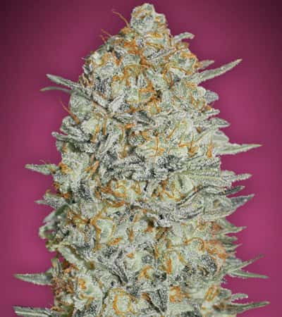 Gelato 33 4