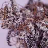 Girl Scout Cookies Strain Blim Burn Seeds Thc 15