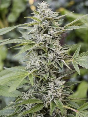 Gorilla Candy 2