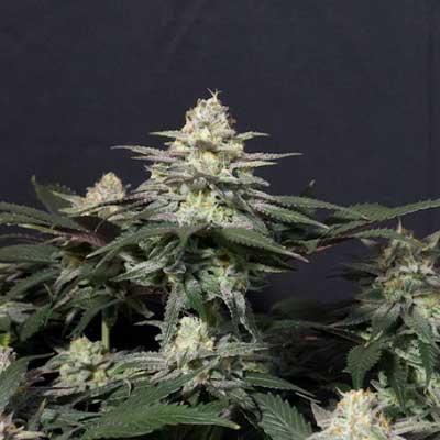 Gorilla Melon 3