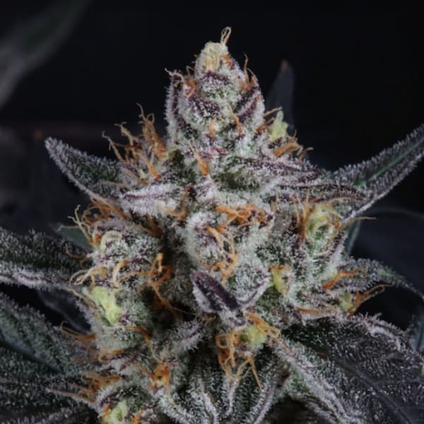 Guava Runtz 5