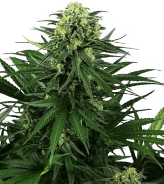 Honey Melon Kush 5