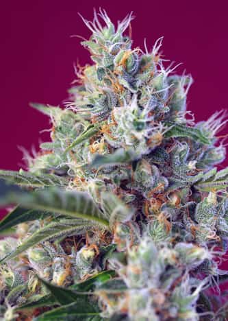 Indigo Berry Kush 5