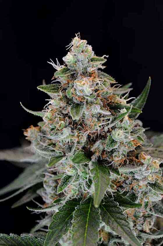 Jillybean seeds are a sativa-dominant hybrid