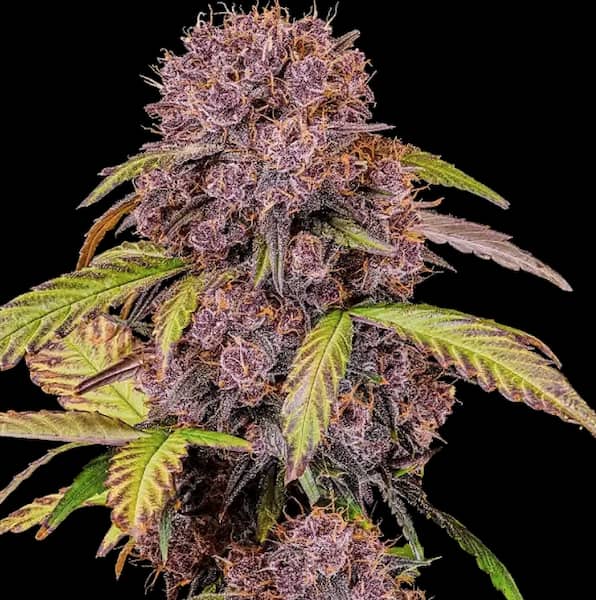 Lemon Cherry Cookies 4