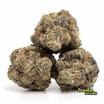 Lemon Cherry Gelato 5