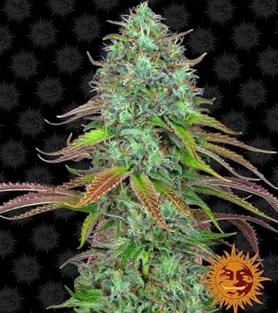 Lsd 4