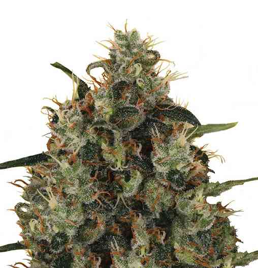 Medical Mass 5