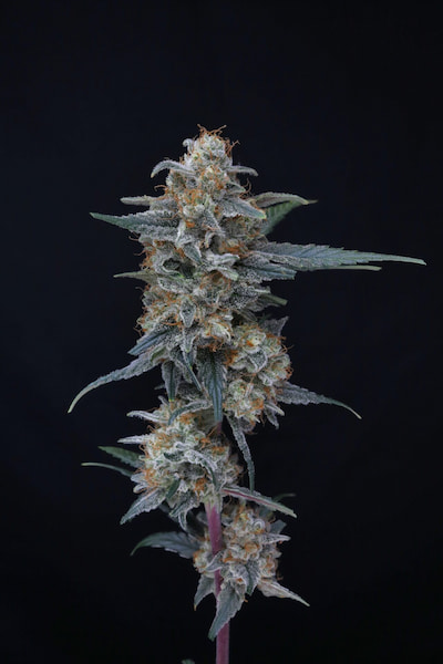 Minty Grape Kush 5