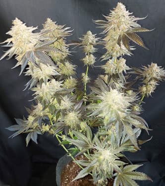 Mokum S Tulip 3