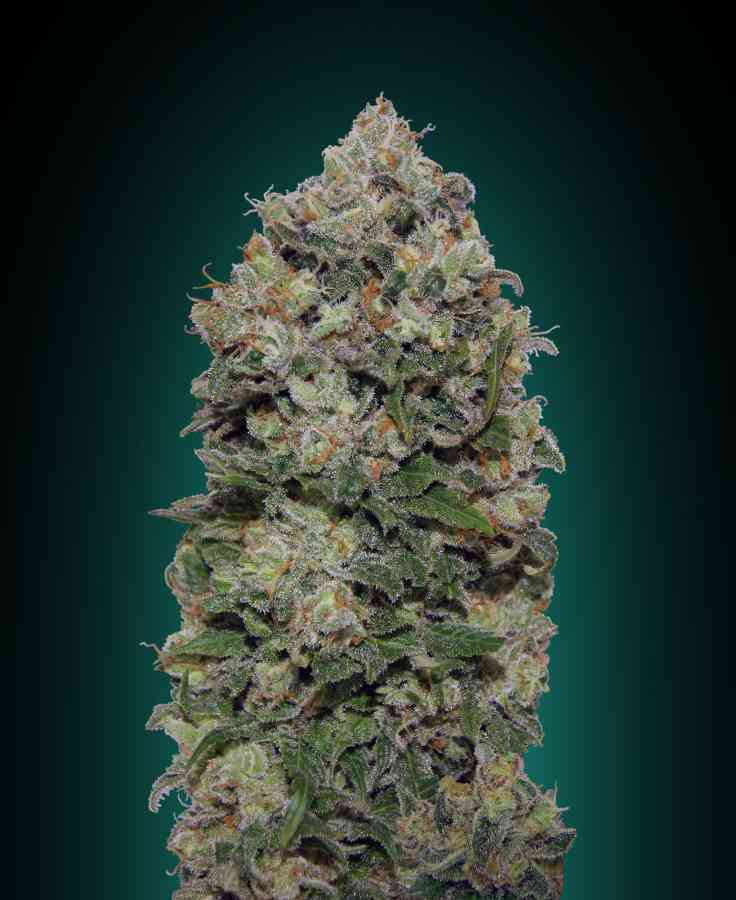 Northern Lights strain > 00 Seeds Bank THC 1520