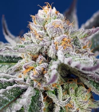 Orange Apricot Glue Xl 3