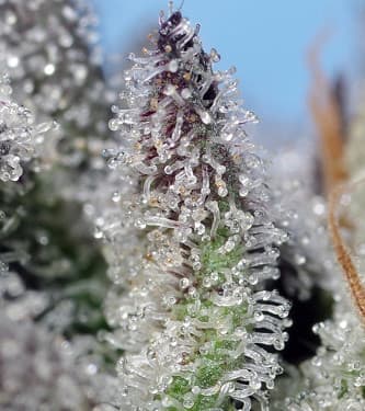 Orange Apricot Glue Xl 4