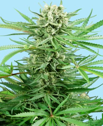 Papi Chulo Og 3