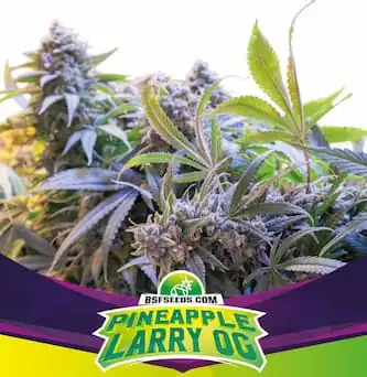 Pineapple Larry Og 2
