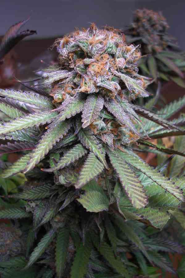 Querkle seeds by TGA Subcool Seeds – order here ✓