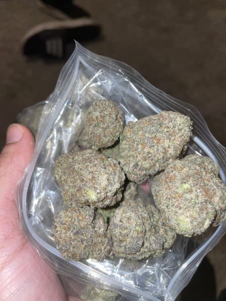 Rainbow Cake by Pheno Finder Seeds – indica-dominant hybrid | feminized ...