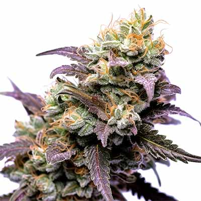 Runtz S1 strain > Elev8 Seeds THC > 20