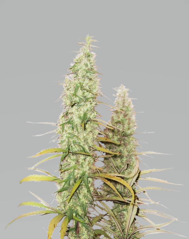 Santa Marta Haze 5