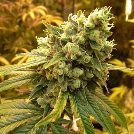 photo Sour Diesel Weed Logo bei linda seeds