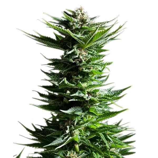 Shining Silver Haze 5