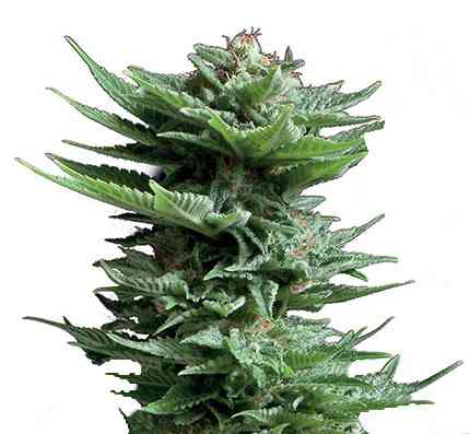Shining Silver Haze 4