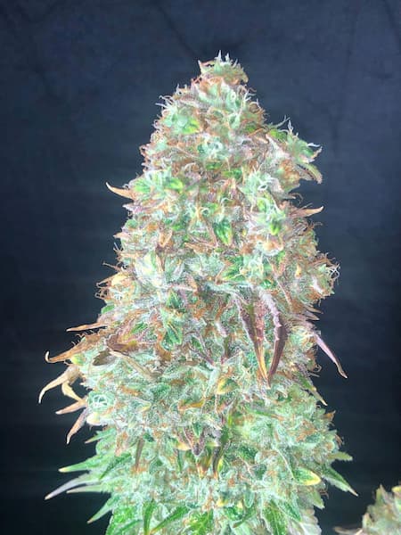 Shiskaberry 5
