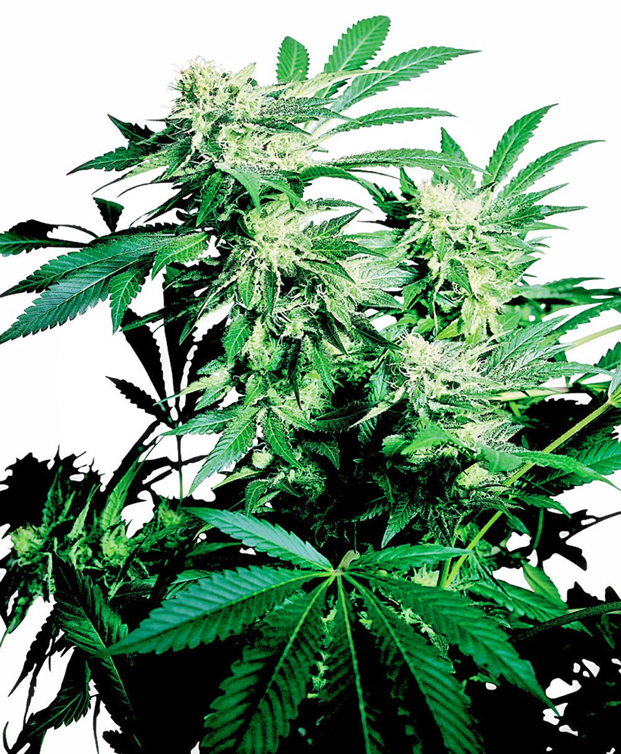 Skunk Kush 3