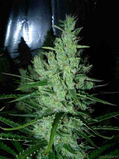 Super Silver Haze strain > Mr. Nice THC 15-20%