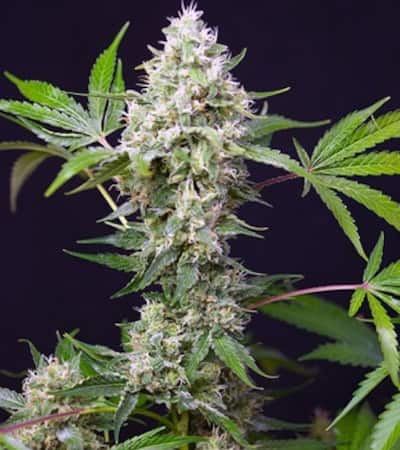 Sweet Amnesia Haze Xl 5
