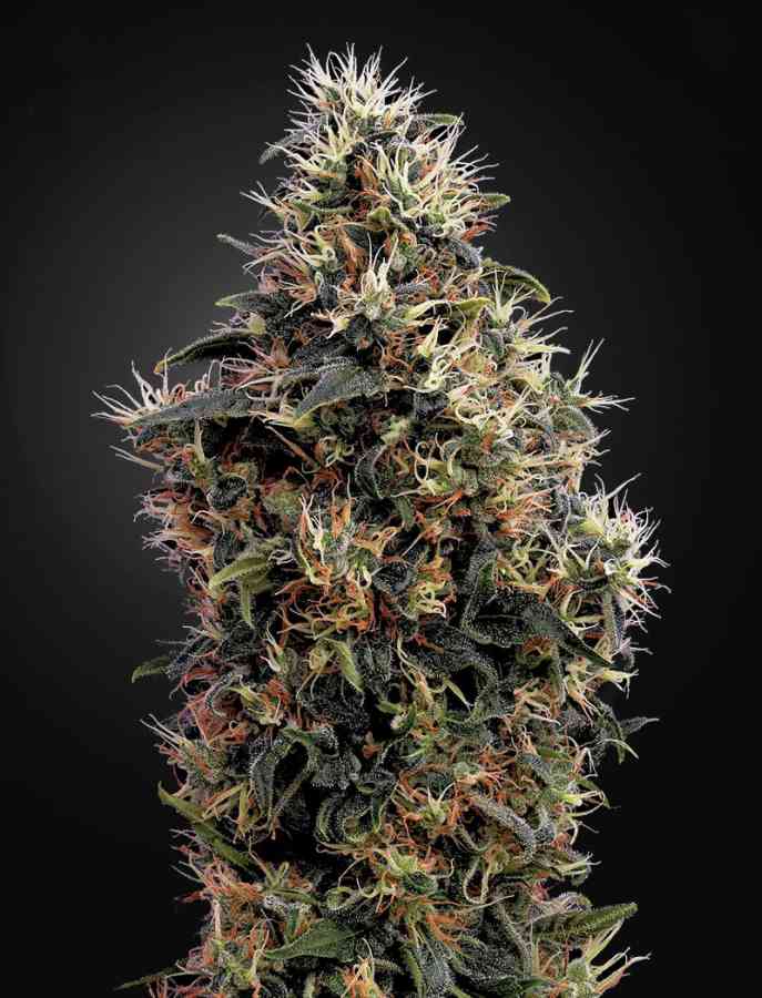 BIG BANG - Cannabis Seeds from Green House