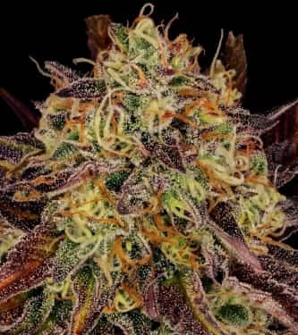 Tangerine Sorbet
