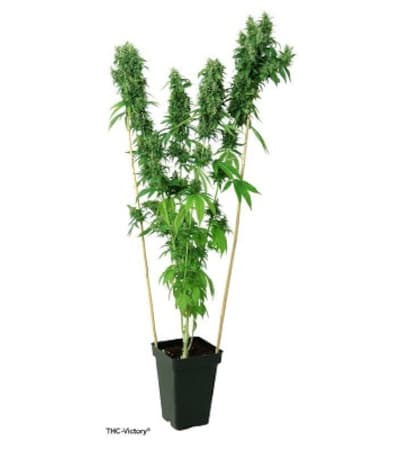 Thc Victory 5