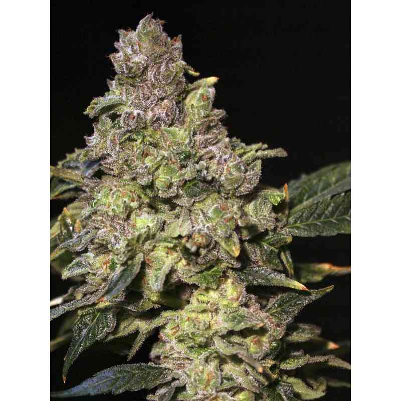 TNT Kush strain > Eva Female Seeds THC > 20%