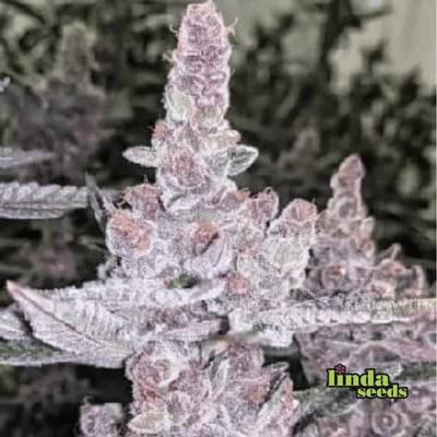 Tropicanna Cookies 3