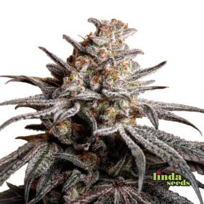Tropicanna Cookies 4