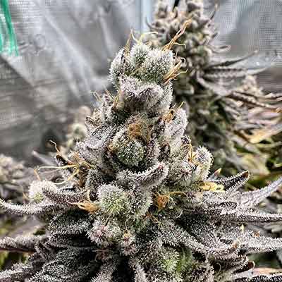 Wedding Cake 2